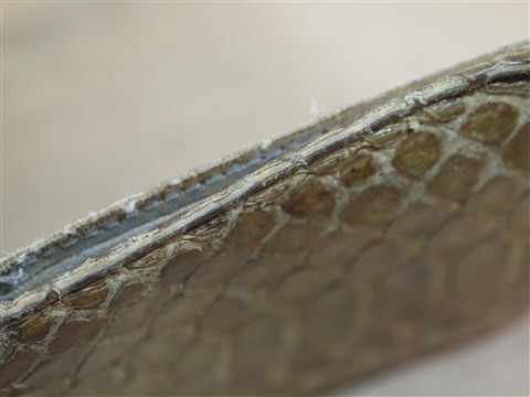 snake (7)